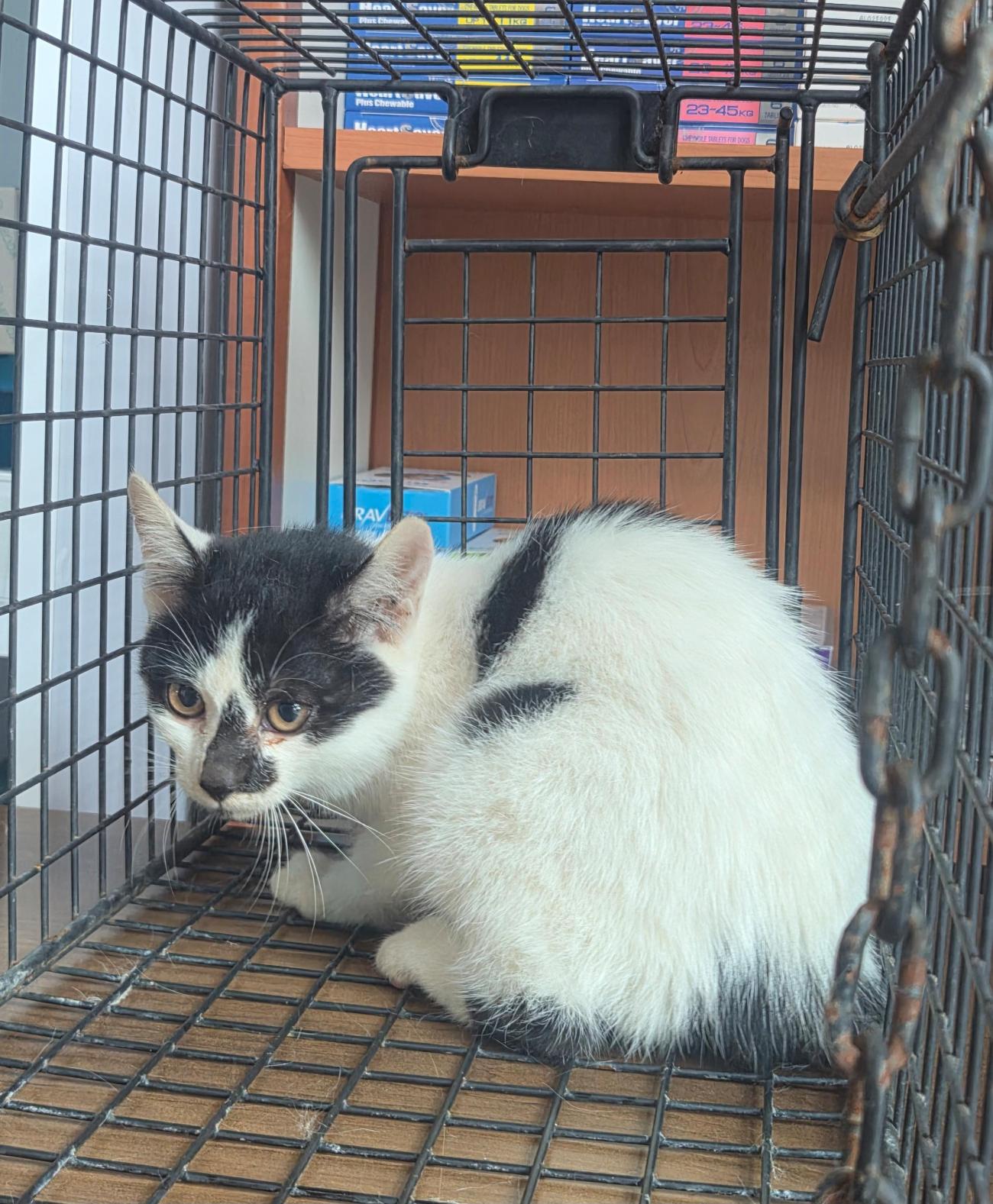 나주유기동물보호센터_446483202501834